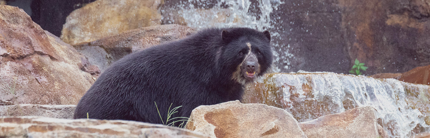 Andean Bear